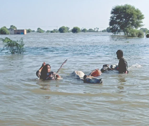 people move their cattle following monsoon rains and rising water levels in the chenab river in basti khan bela on the outskirts of jalalpur pirwala in punjab photo reuters
